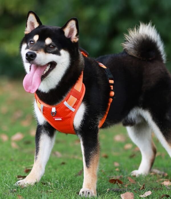 Happy dog wearing orange harness outdoors.