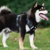 Shiba Inu wearing a harness outdoors.